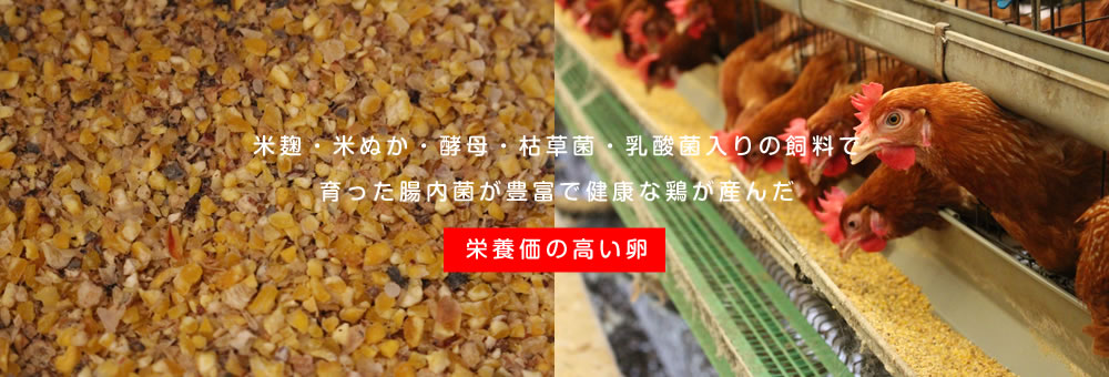米麹・米ぬか・酵母・枯草菌・乳酸菌入りの飼料で育った腸内菌が豊富で健康な鶏が産んだ栄養価の高い卵